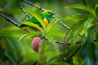 Libohlasek malachitovy - Chlorophonia callophrys - Golden-browed Chlorophonia o1956